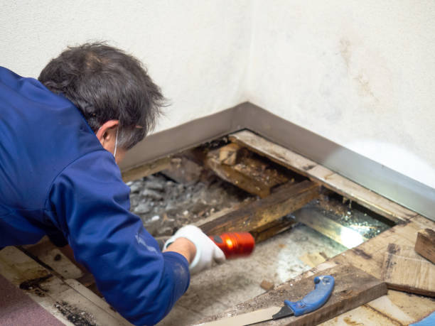 Best Attic Mold Remediation in Euclid, OH
