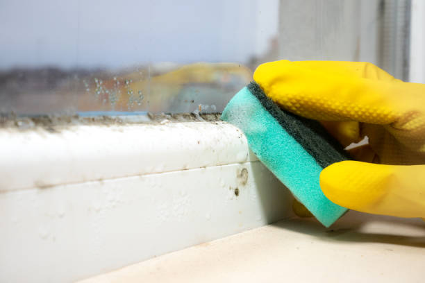 Best Attic Mold Remediation in Euclid, OH