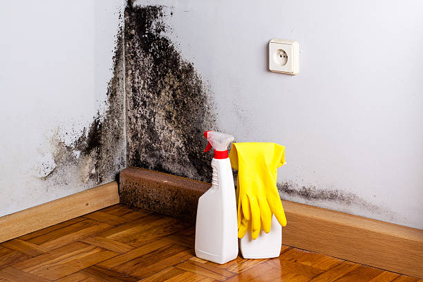 Best Black Mold Remediation in Euclid, OH